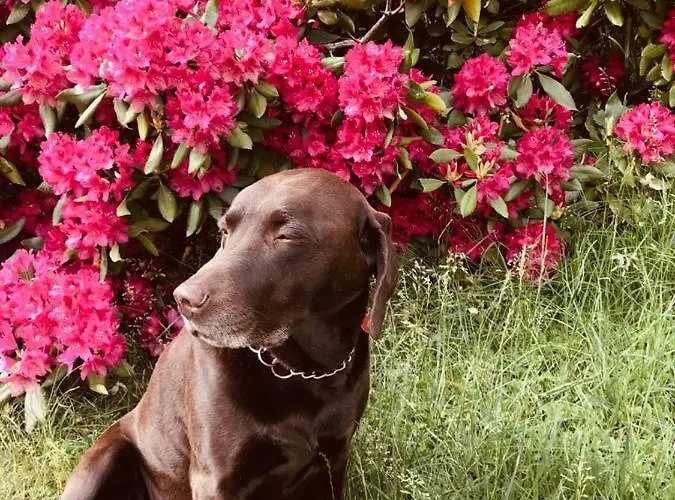 Weberhof Hopfgarten 3*